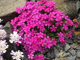 Phlox douglasii 'Crackerjack'
